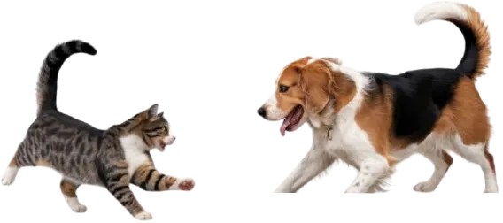 dog & cat